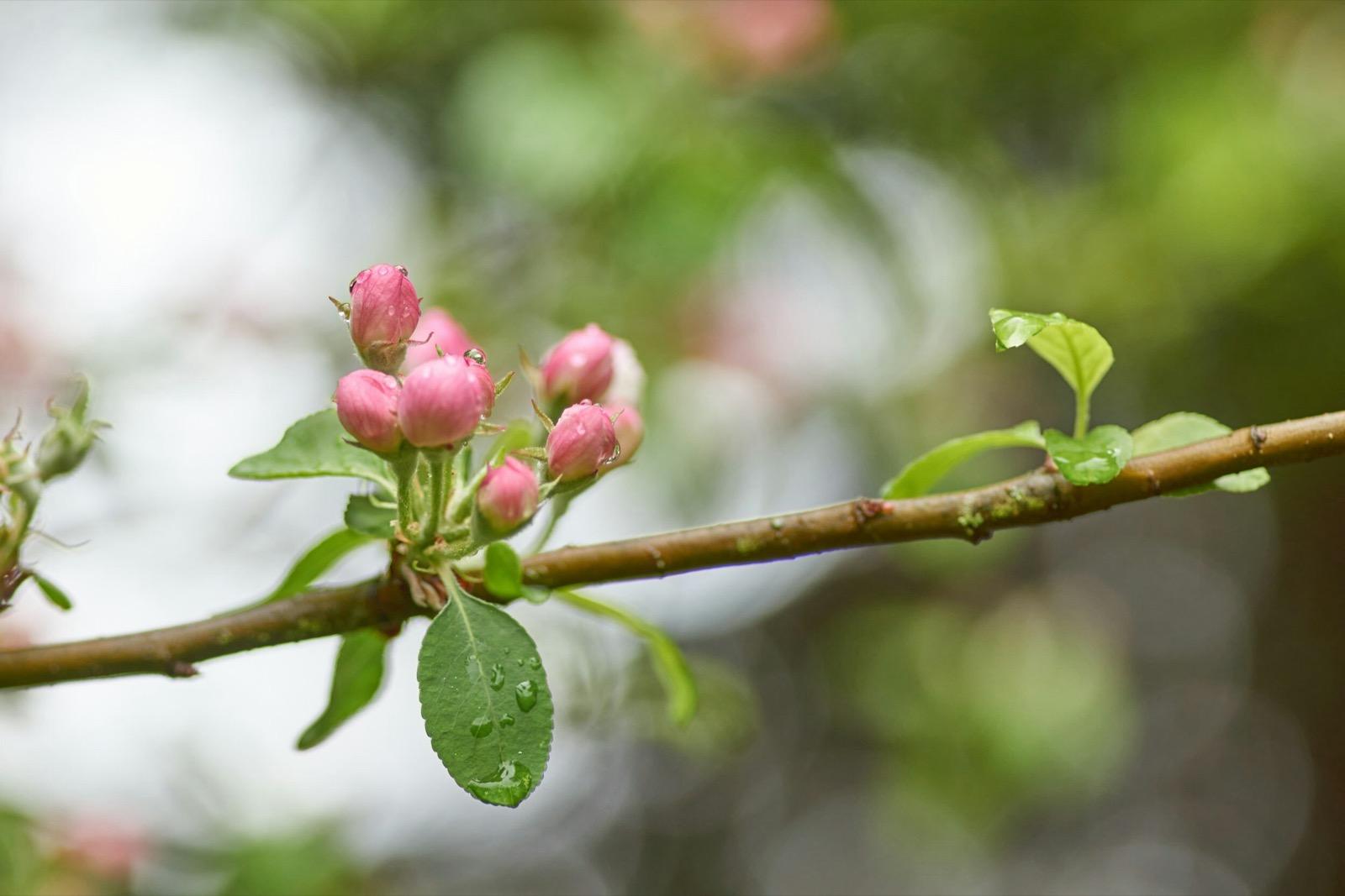 Pink apple blossoms opening on a branch after spring rain