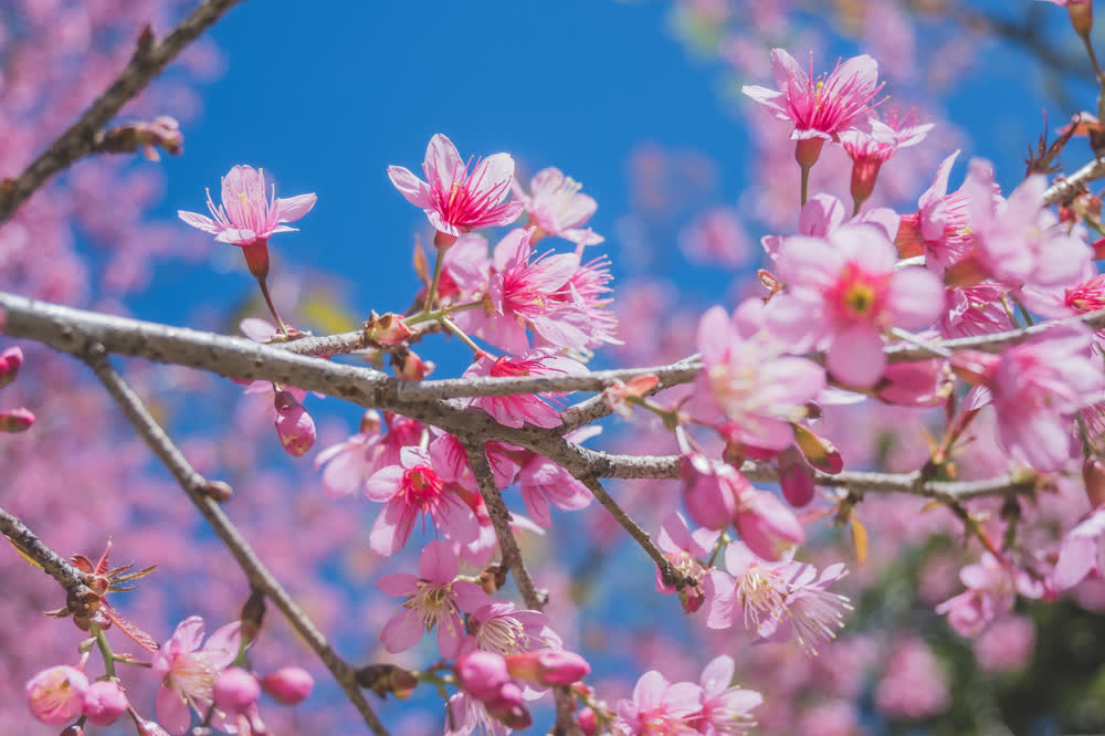 Cherry blossoms opening against a clear blue sky